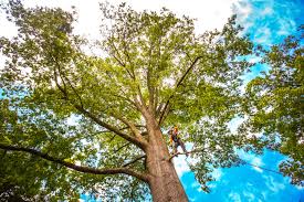 Professional Tree Services in El Campo, TX